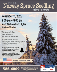 Cover photo for FREE Norway Spruce Seedling Give Away